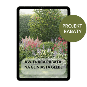PROJEKT RABATY: Kwitnąca rabata na gliniastą glebę.