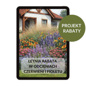 PROJEKT RABATY: Letnia rabata w odcieniach czerwieni i fioletu.
