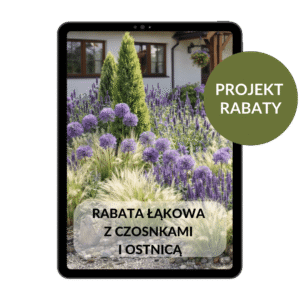 PROJEKT RABATY: Rabata łąkowa z czosnkami i ostnicą