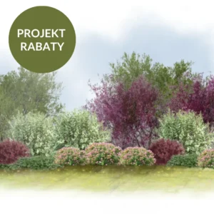 PROJEKT RABATY: Żywopłot nieformowany z bordowym akcentem.