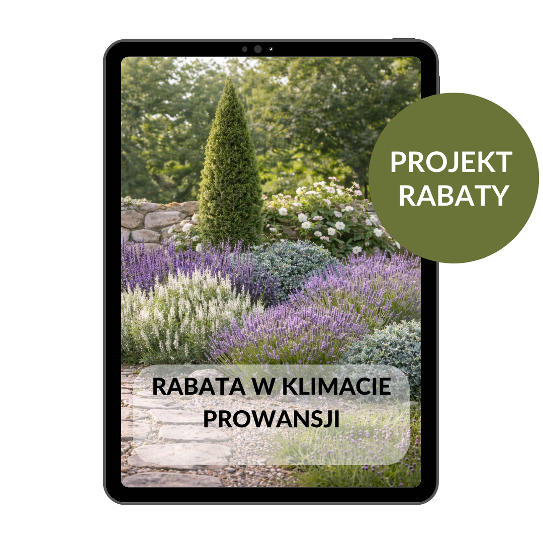 Kanny Rabata PROJEKT RABATY: Rabata w klimacie Prowansji - Fajne Ogrody