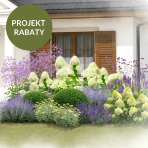 PROJEKT RABATY: Jagodzianka z lukrem – projekt z hortensjami w odcieniach fioletu, limonki i bieli.